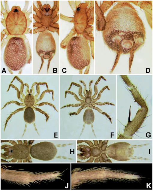 Scaling of foreleg tibia length with body size in spiders. Filled