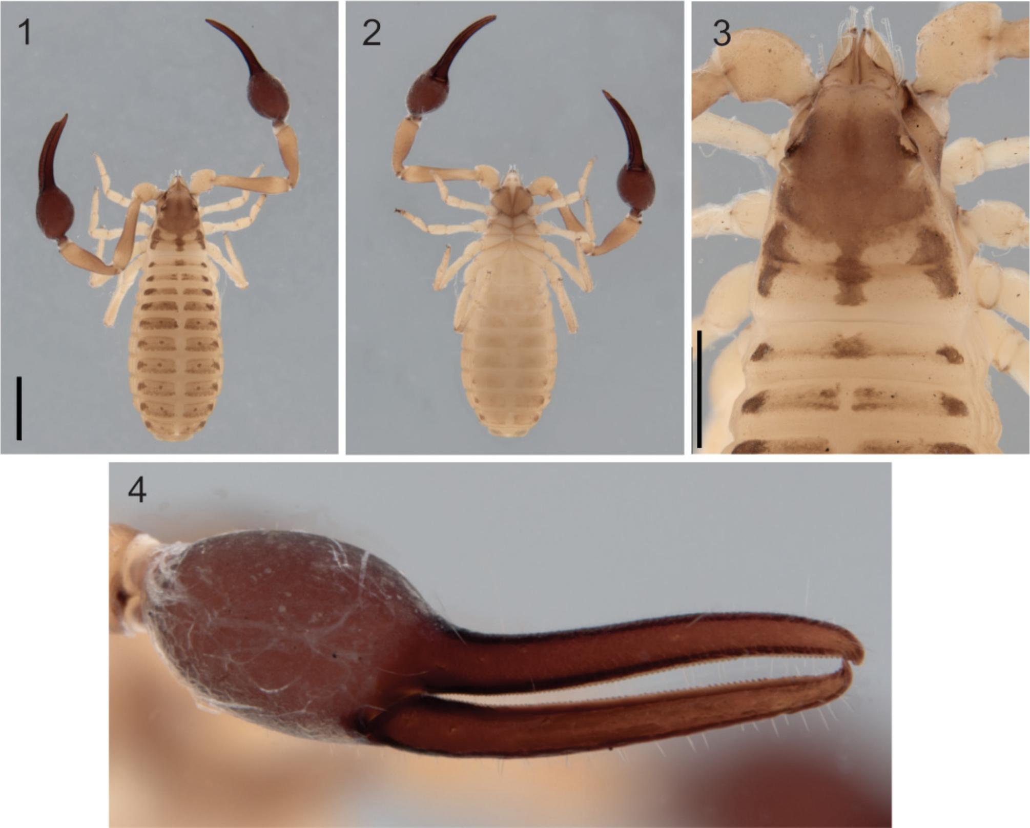 A new species of Garypus (Pseudoscorpiones: Garypidae) from southern ...