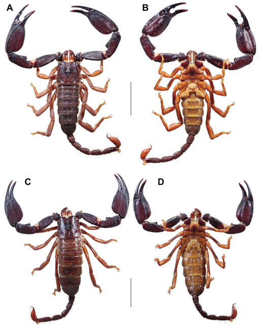 Scorpions Inhabiting Florida  Trusted Scorpion Control For South