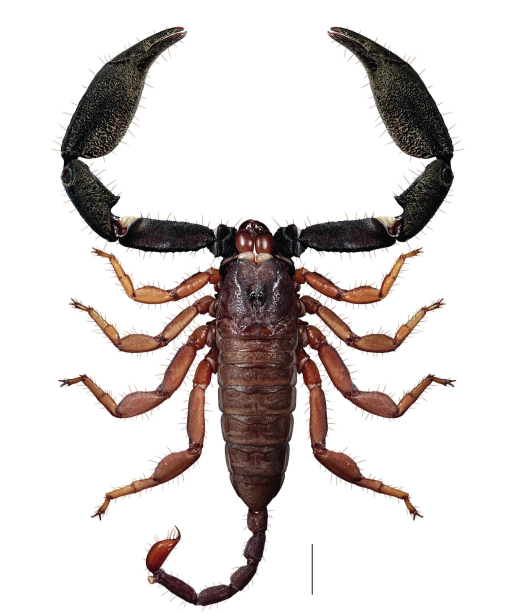 Atlas of Australasian hormurid scorpions. I. The genus Hormurus