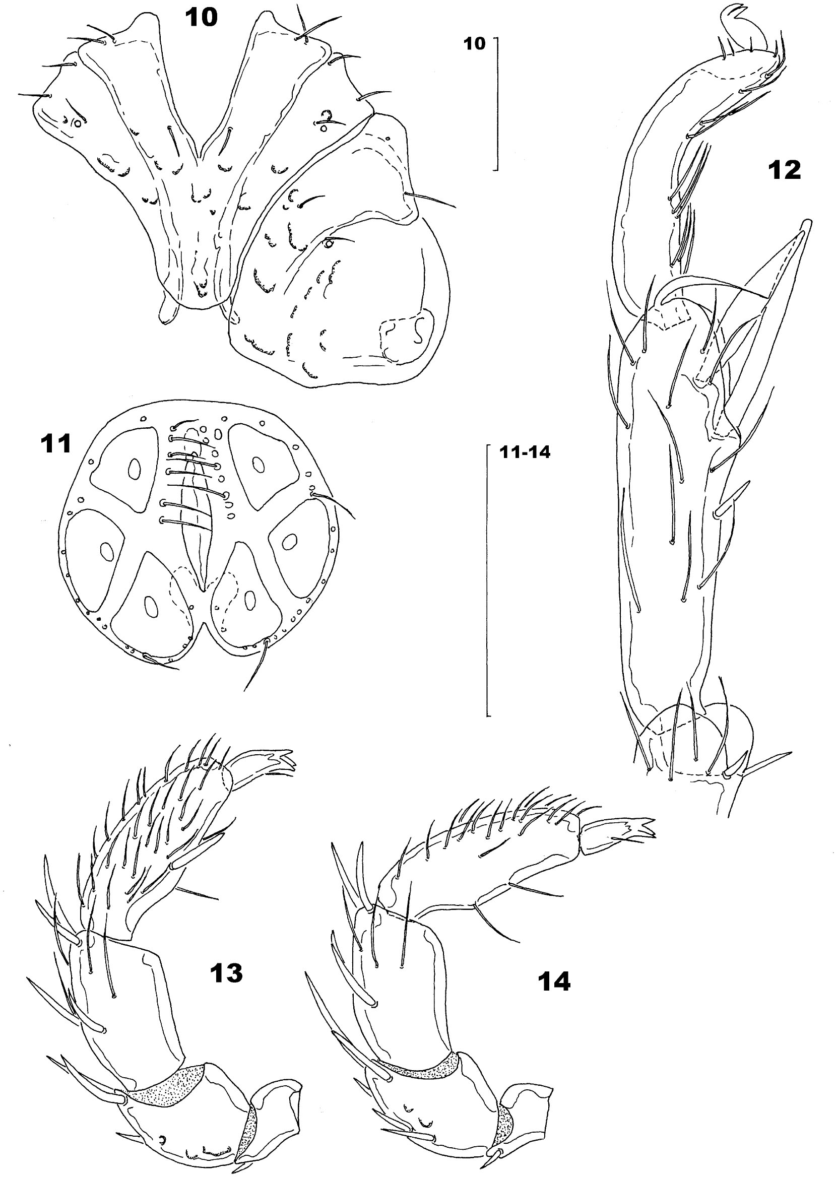 Two new species of water mites of the family Hygrobatidae (Acari ...