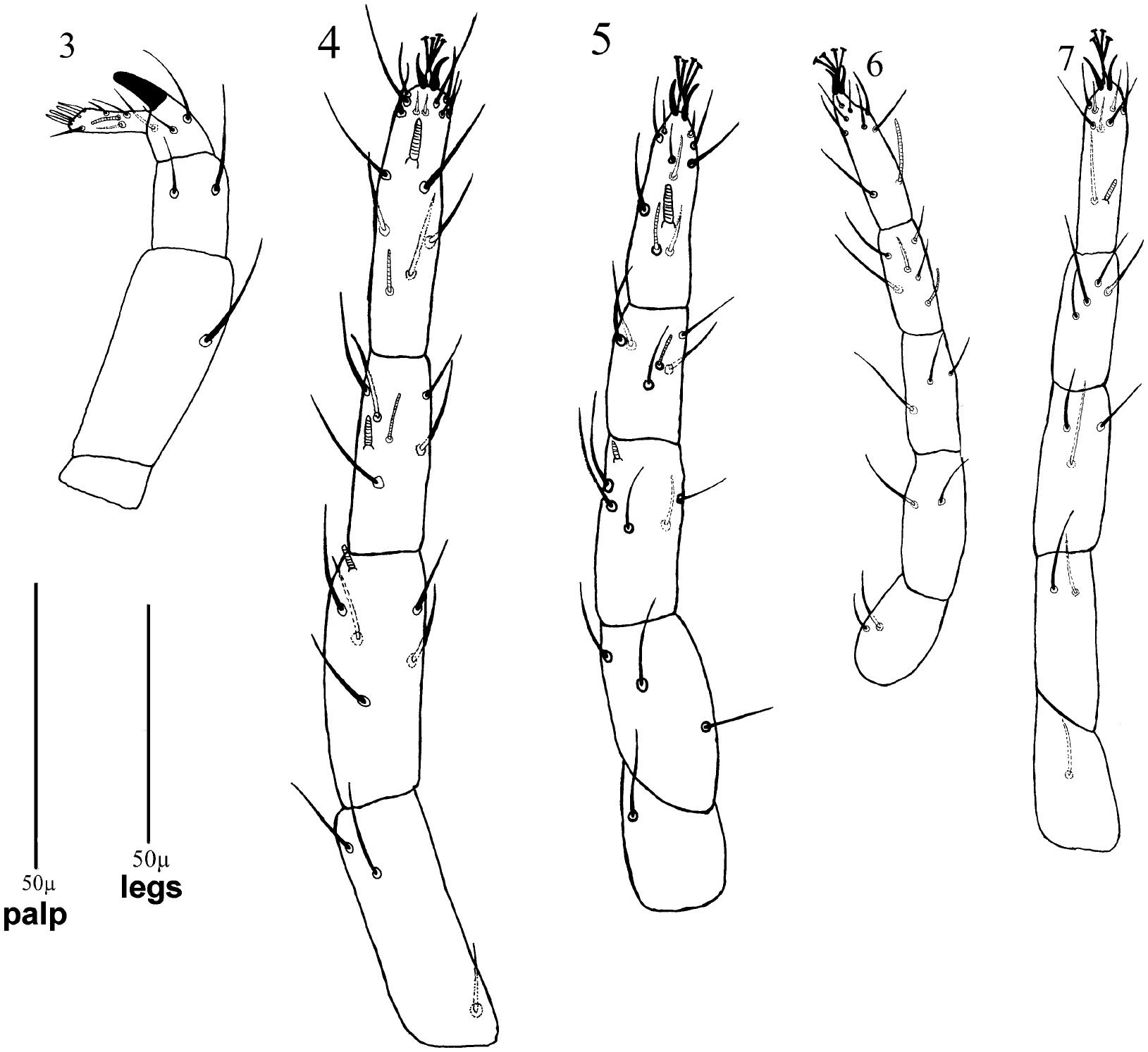 A new species of the genus Neognathus Willmann (Acari: Prostigmata ...