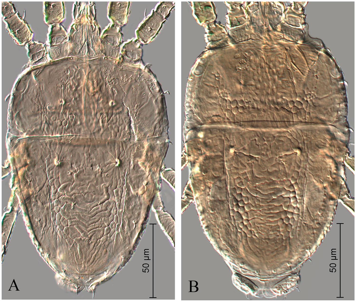 Biological notes and risk status of Brevipalpus phoenicis (Geijskes ...