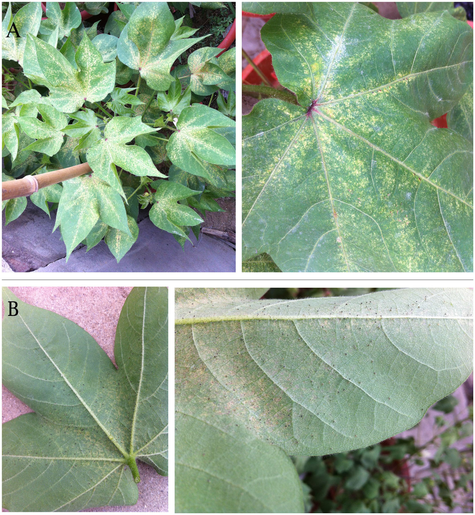 Tetranychus urticae (green form) on Gossypium hirsutum in China: two ...