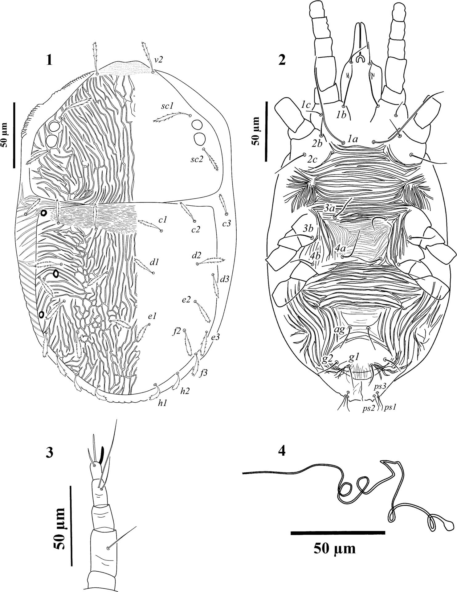 A new species of Aegyptobia Sayed, 1950 (Acari: Tenuipalpidae) from Iran