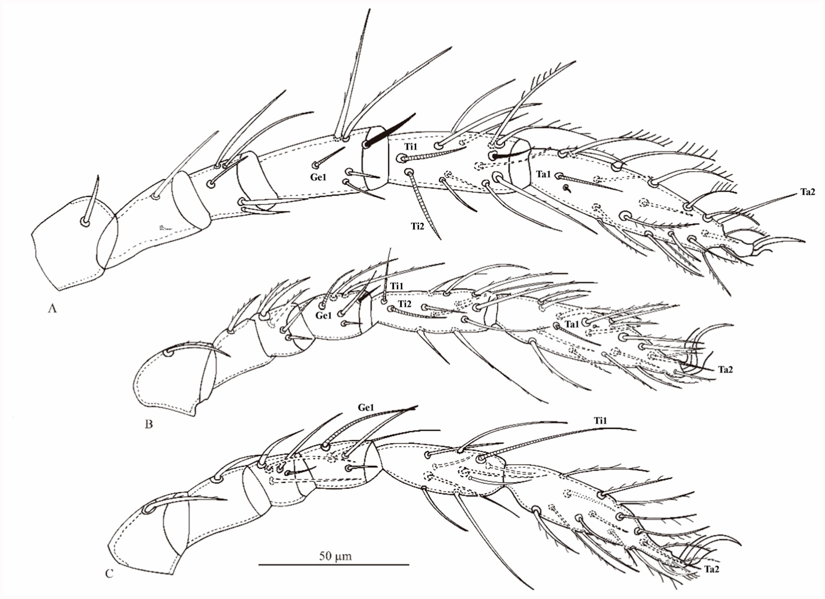 Morphological studies on the water mite Hydryphantes ramosus Daday ...