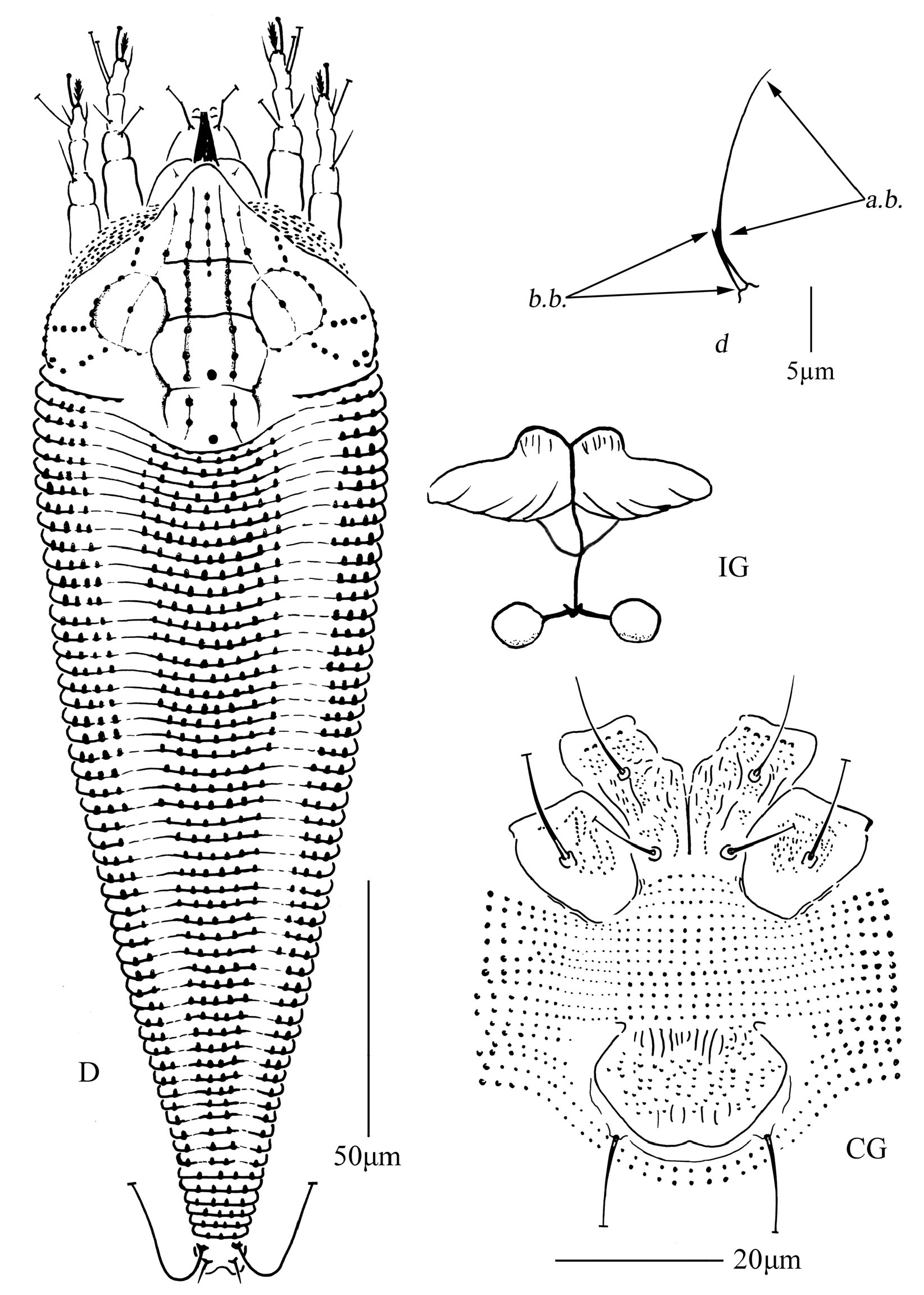 Three new species of Leipothrix Keifer (Acari: Eriophyidae) from China