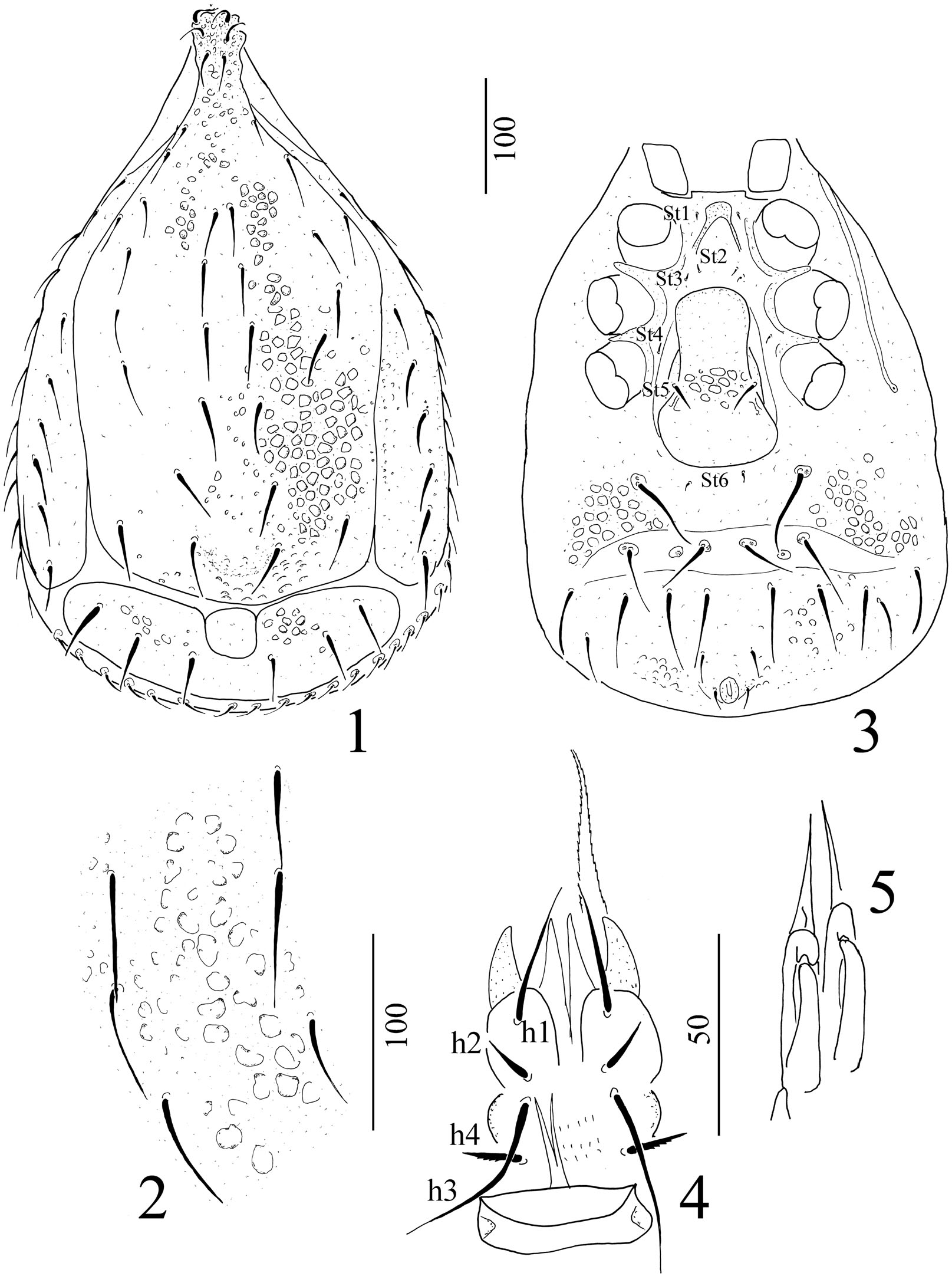 Three new Trachytes Michael, 1894 species from the east Mediterranean ...