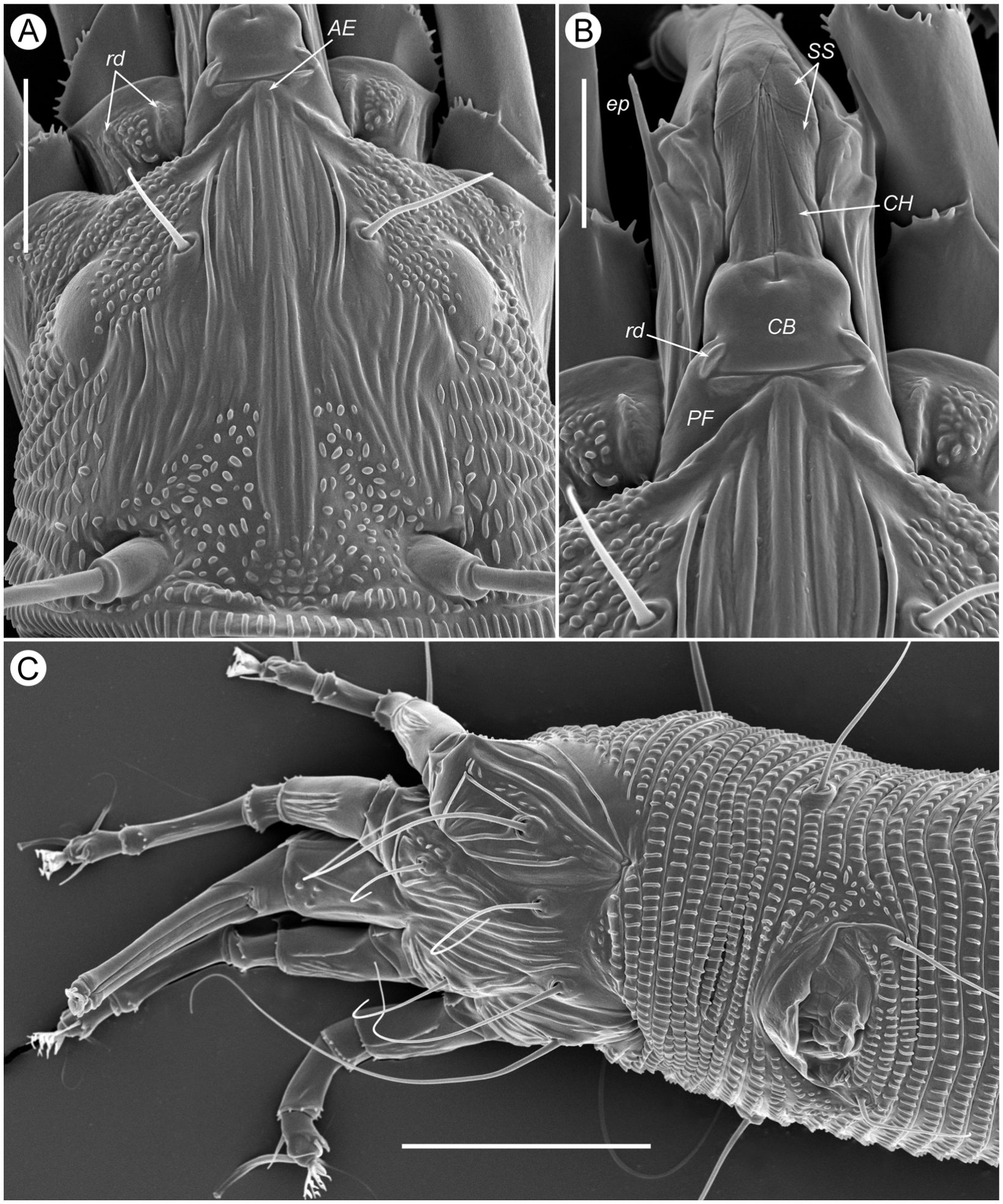 Supplementary Description Of Novophytoptus Stipae Keifer 1962 Acariformes Eriophyoidea With Lt Sem Observation On Mites From Putatively Conspecific Populations Cryptic Speciation Or Polyphagy Of Novophytoptines On Phylogenetically Remote Hosts