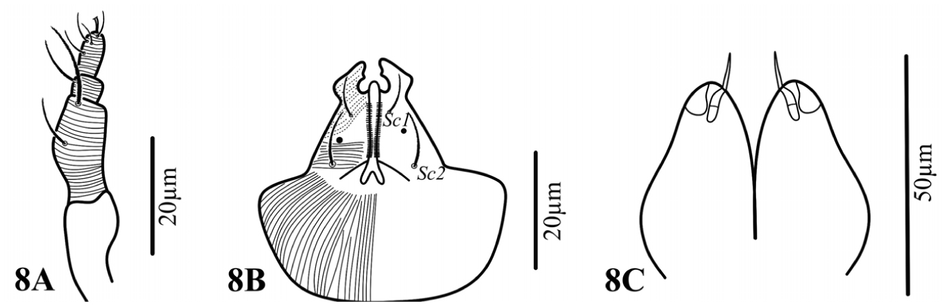 First description of iolinid mites (Acari: Tydeoidea) from Brazil