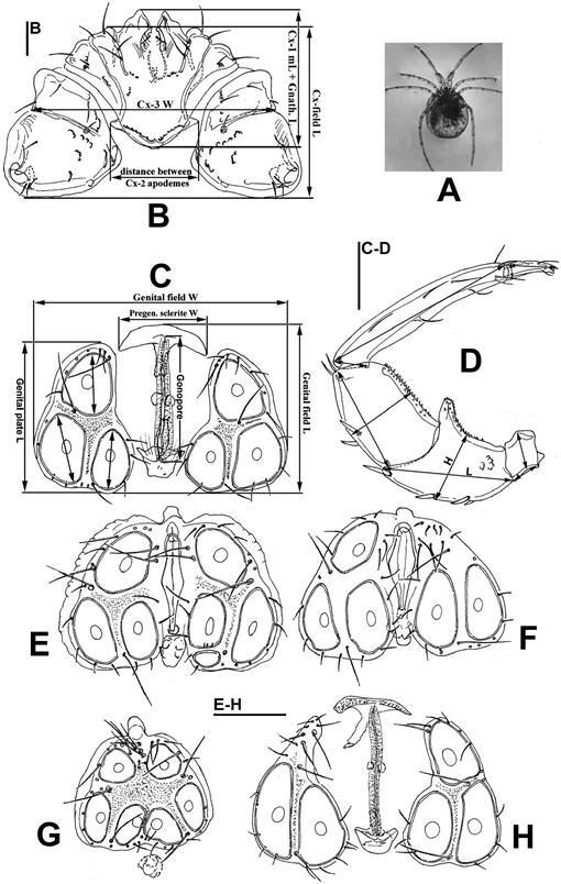 Six Species In One Evidence Of Cryptic Speciation In The Hygrobates Fluviatilis Complex Acariformes Hydrachnidia Hygrobatidae