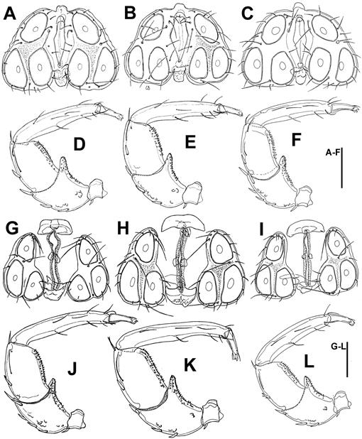 Six Species In One Evidence Of Cryptic Speciation In The Hygrobates Fluviatilis Complex Acariformes Hydrachnidia Hygrobatidae