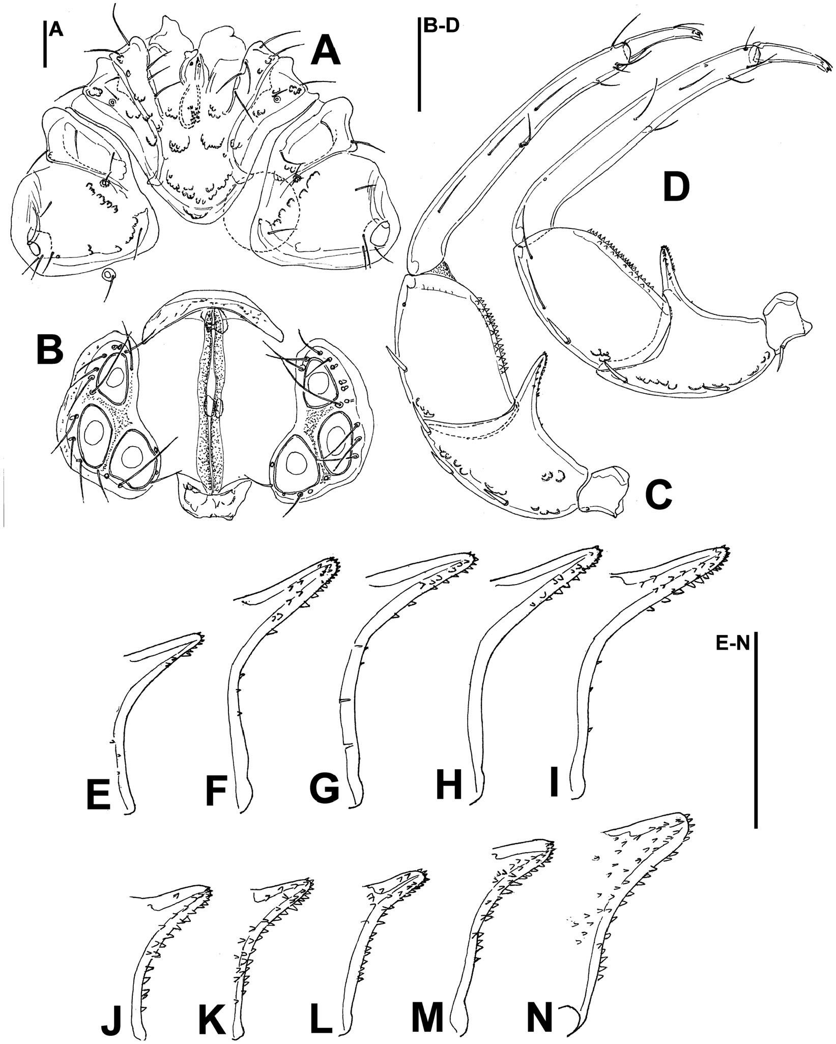 Six Species In One Evidence Of Cryptic Speciation In The Hygrobates Fluviatilis Complex Acariformes Hydrachnidia Hygrobatidae