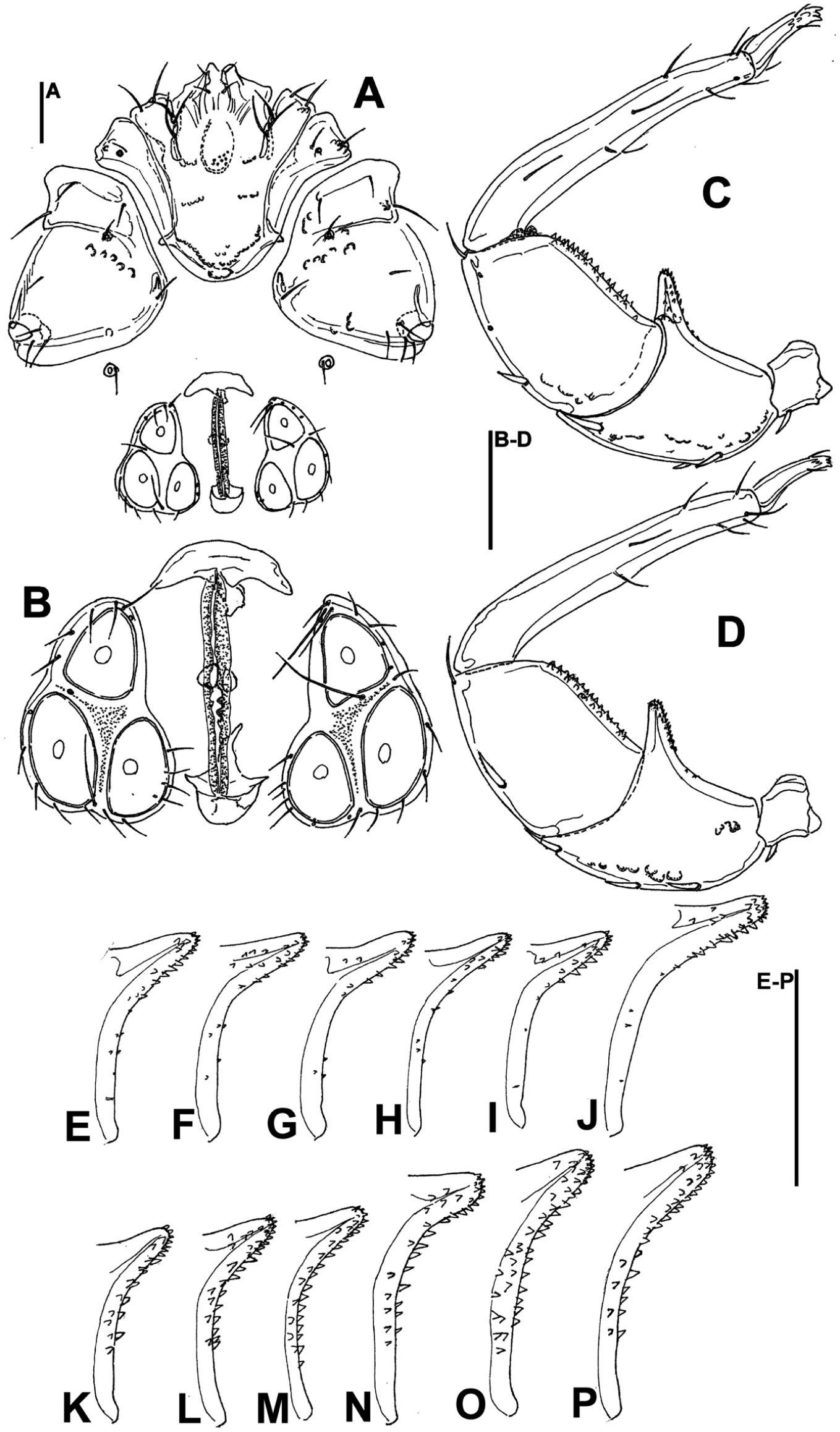 Six Species In One Evidence Of Cryptic Speciation In The Hygrobates Fluviatilis Complex Acariformes Hydrachnidia Hygrobatidae