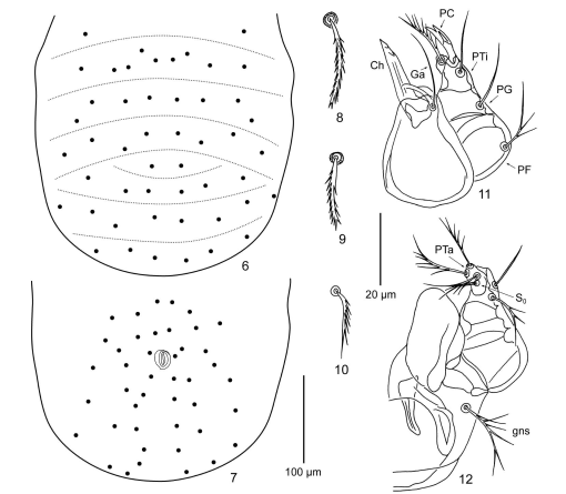 First Data On Chigger Mites Acariformes Trombiculidae Of Saudi Arabia With A Description Of Four New Species