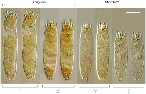 Caelidracones, Breviquartossa and Lophocratia are all node-based clades