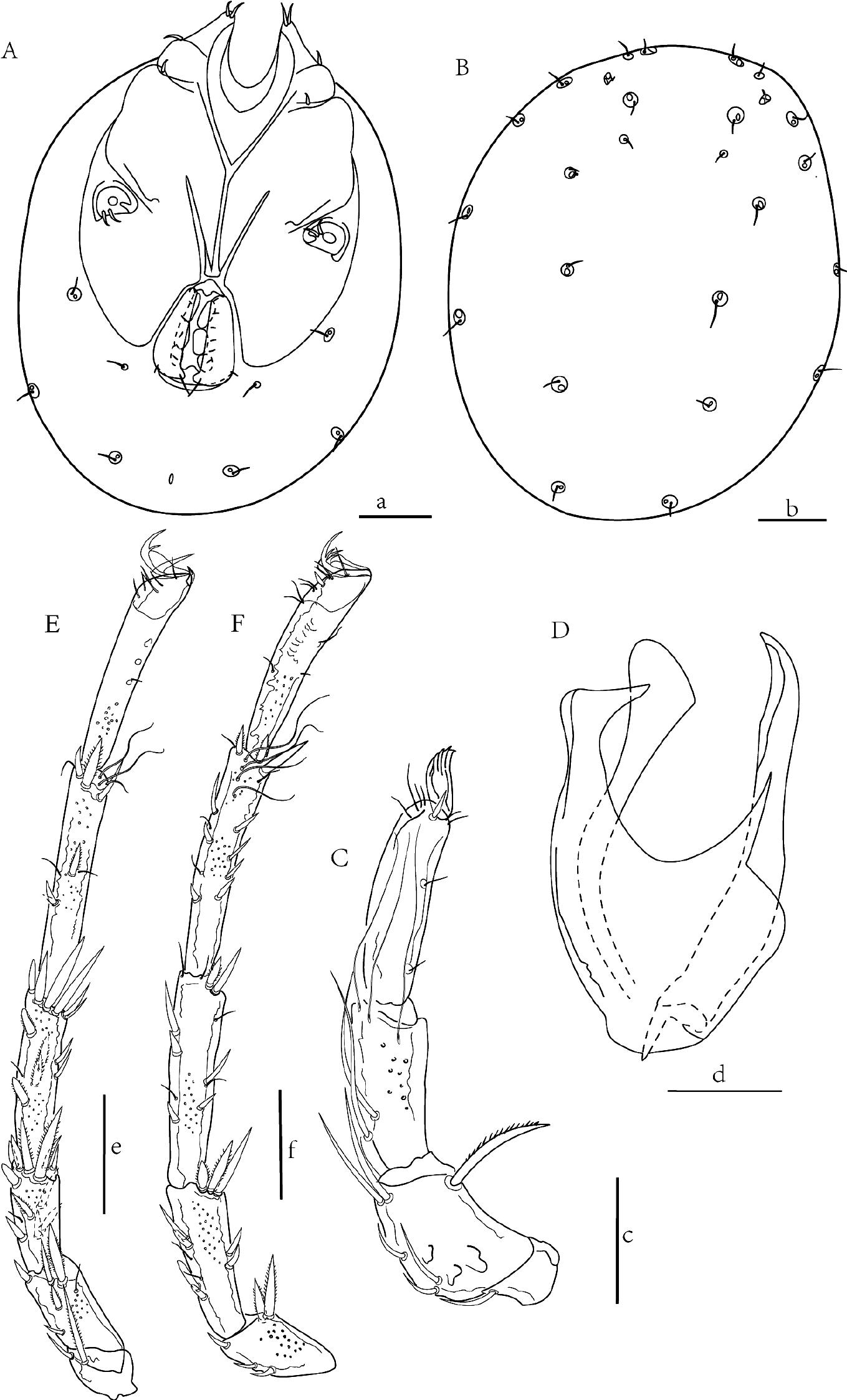 Taxonomic notes on water mites of the genus Lebertia (Acari ...