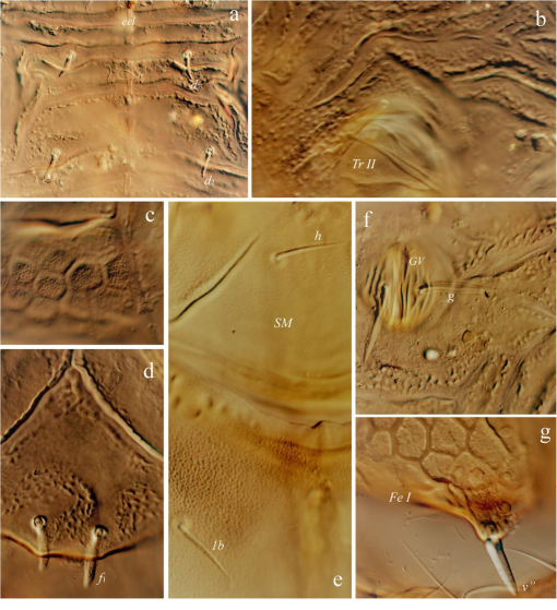 Ontogenetic instars of Phyllhermannia goldengatensis sp. nov