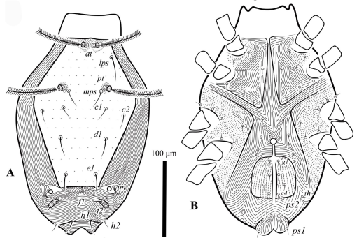 New species of the genera Lupaeus and Rubroscirus (Acari