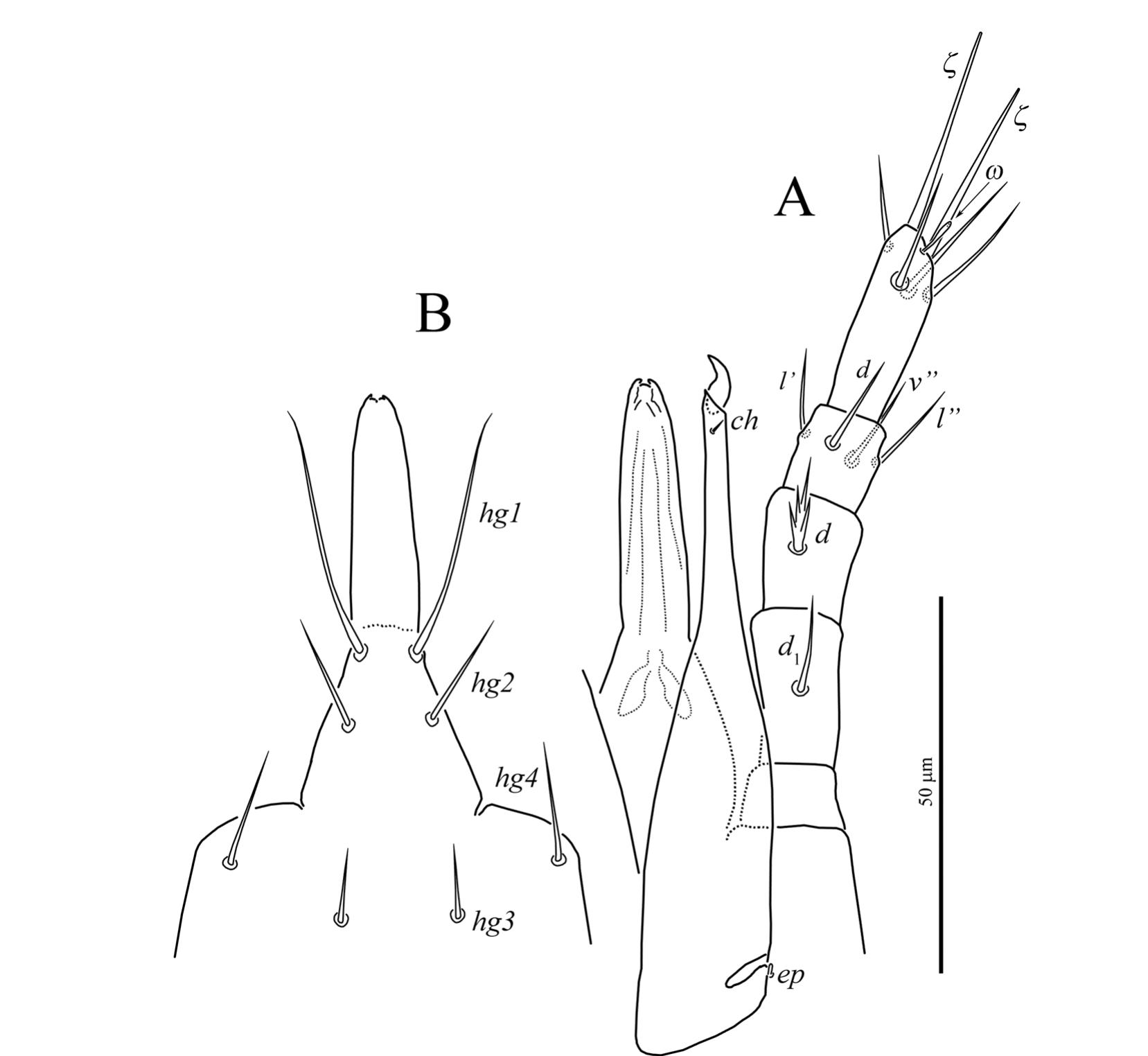 Contribution to systematics of the family Cunaxidae (Acari: Bdelloidea ...