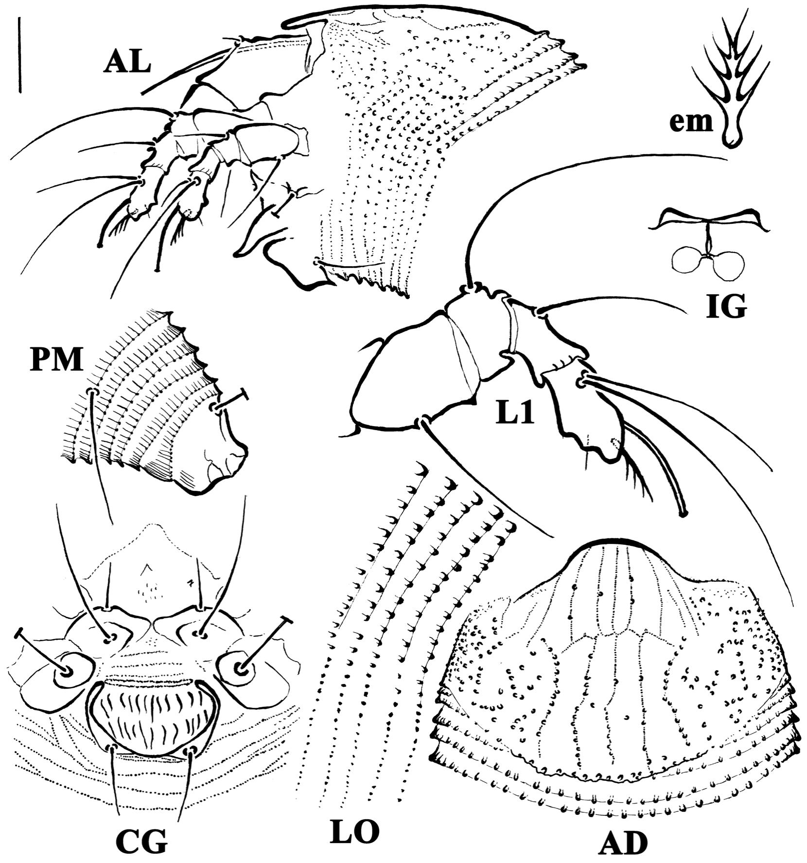 Two new species of eriophyid mites (Trombidiformes: Eriophyoidea ...