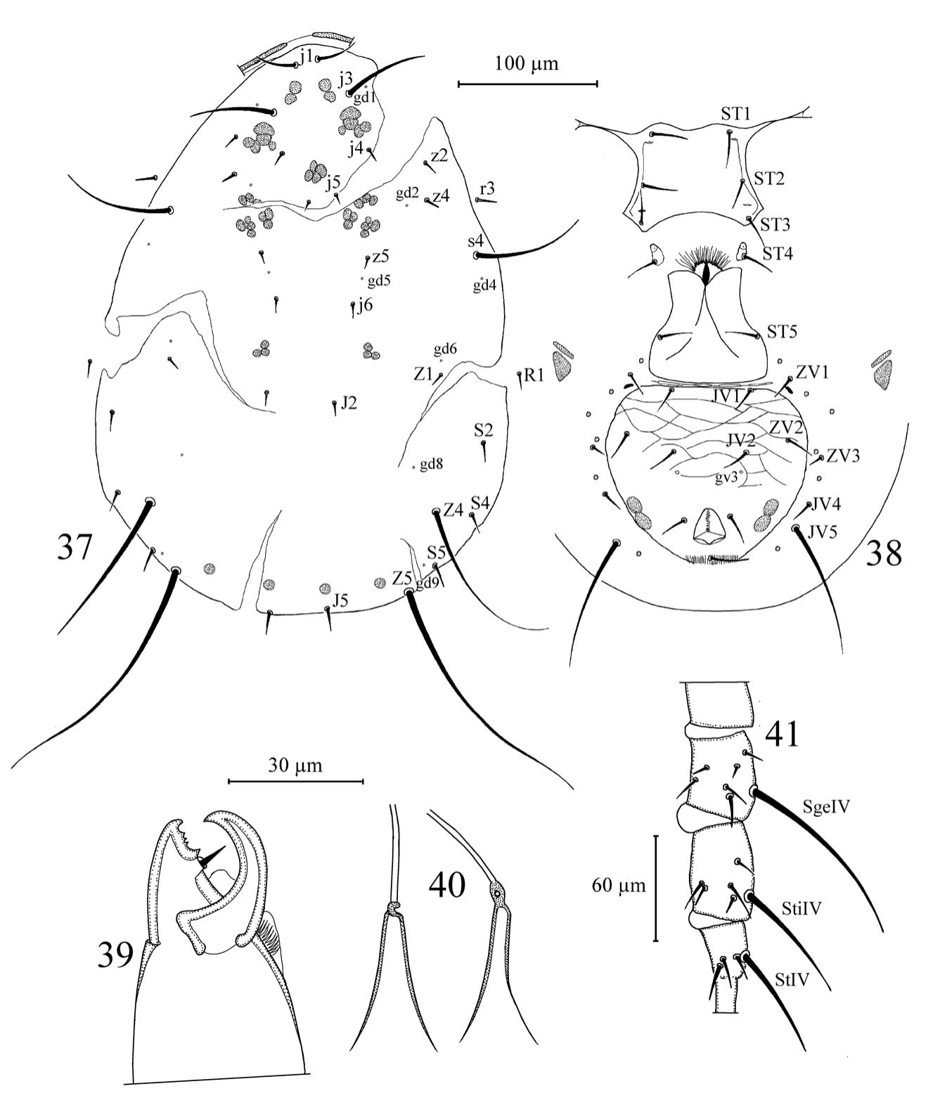 The Genus Amblyseius Berlese Acari Phytoseiidae In Turkey With Discussion On The Identity Of Amblyseius Meridionalis1