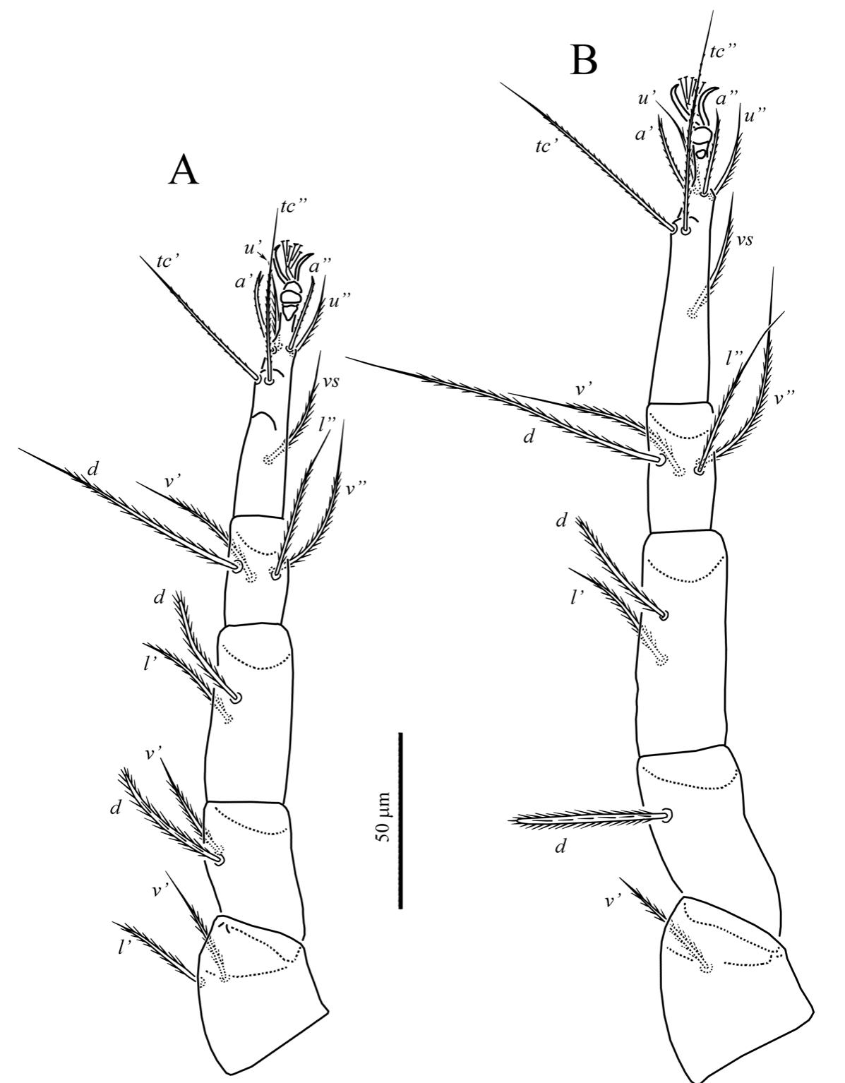 Review of free-living predatory cheyletid mites (Acari: Cheyletidae) of ...