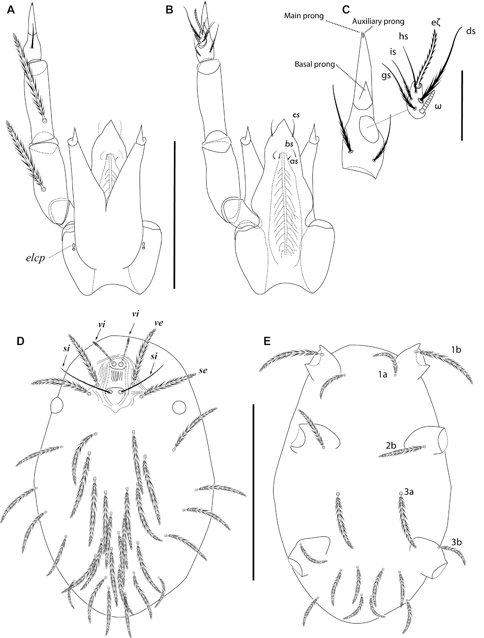 Integrating Phylogeny Ontogeny And Systematics Of The Mite Family Smarididae Prostigmata Parasitengona Classification Identification Key And Description Of New Taxa