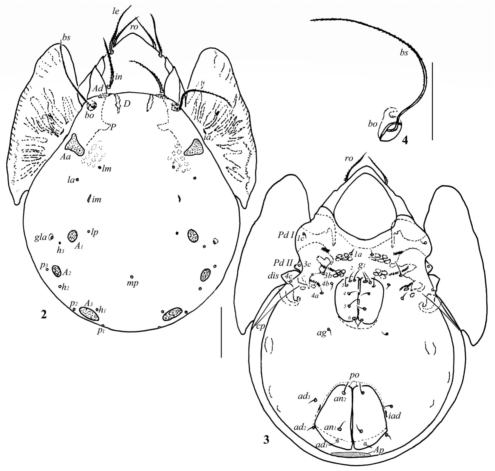 a new species of pergalumna acari oribatida galumnidae from southeastern iran including a key to all species of the genus from the palaearctic region