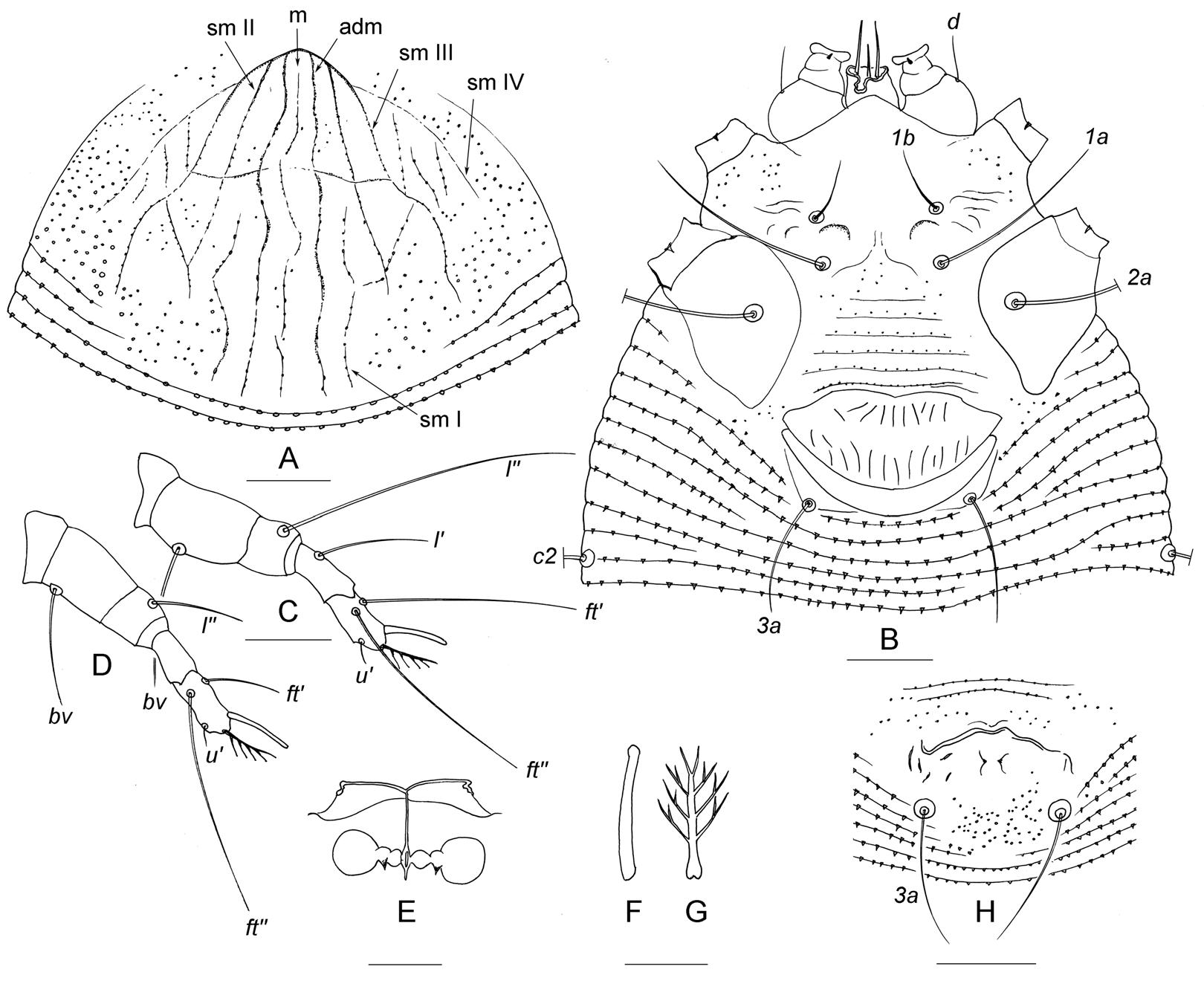 Description Of Cecidophyes Fibigiae N Sp New Combinations Records And Dna Barcodes Of Eriophyid Mites Eriophyoidea Eriophyidae From Karadag Nature Reserve Crimea