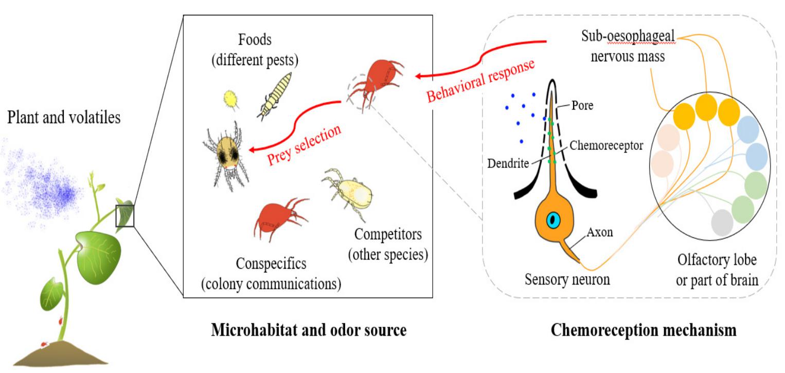 Chemosensory systems in predatory mites: from ecology to genome