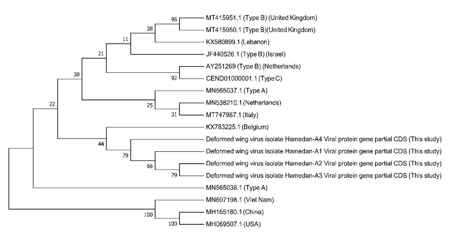 Detection And Phylogenetic Analysis Of Deformed Wing Virus Dwv In