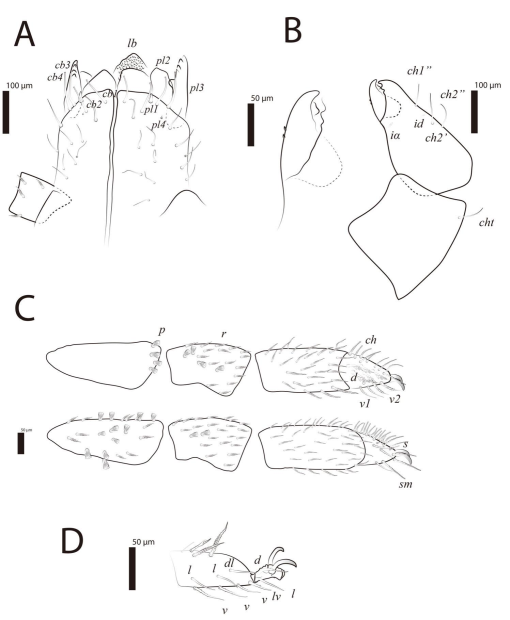 A new species of cave-dwelling Neocarus (Opilioacaridae) from