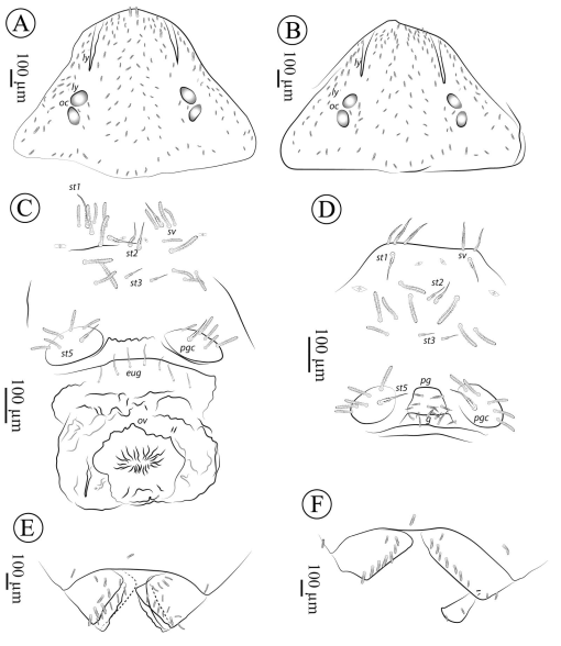 A new species of cave-dwelling Neocarus (Opilioacaridae) from Brazil with  highly modified dimorphic characters in males