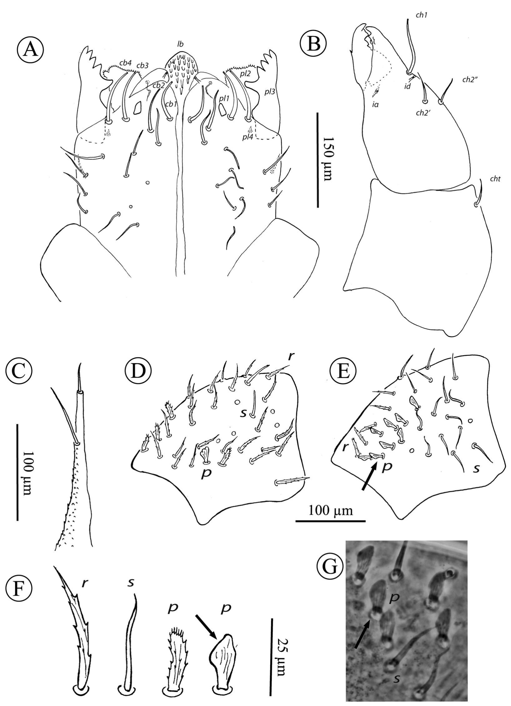 PDF) Neocarus spelaion sp. n. (Parasitiformes, Opilioacaridae), a new  species of cave dwelling Neocarus from Minas Gerais state, Brazil