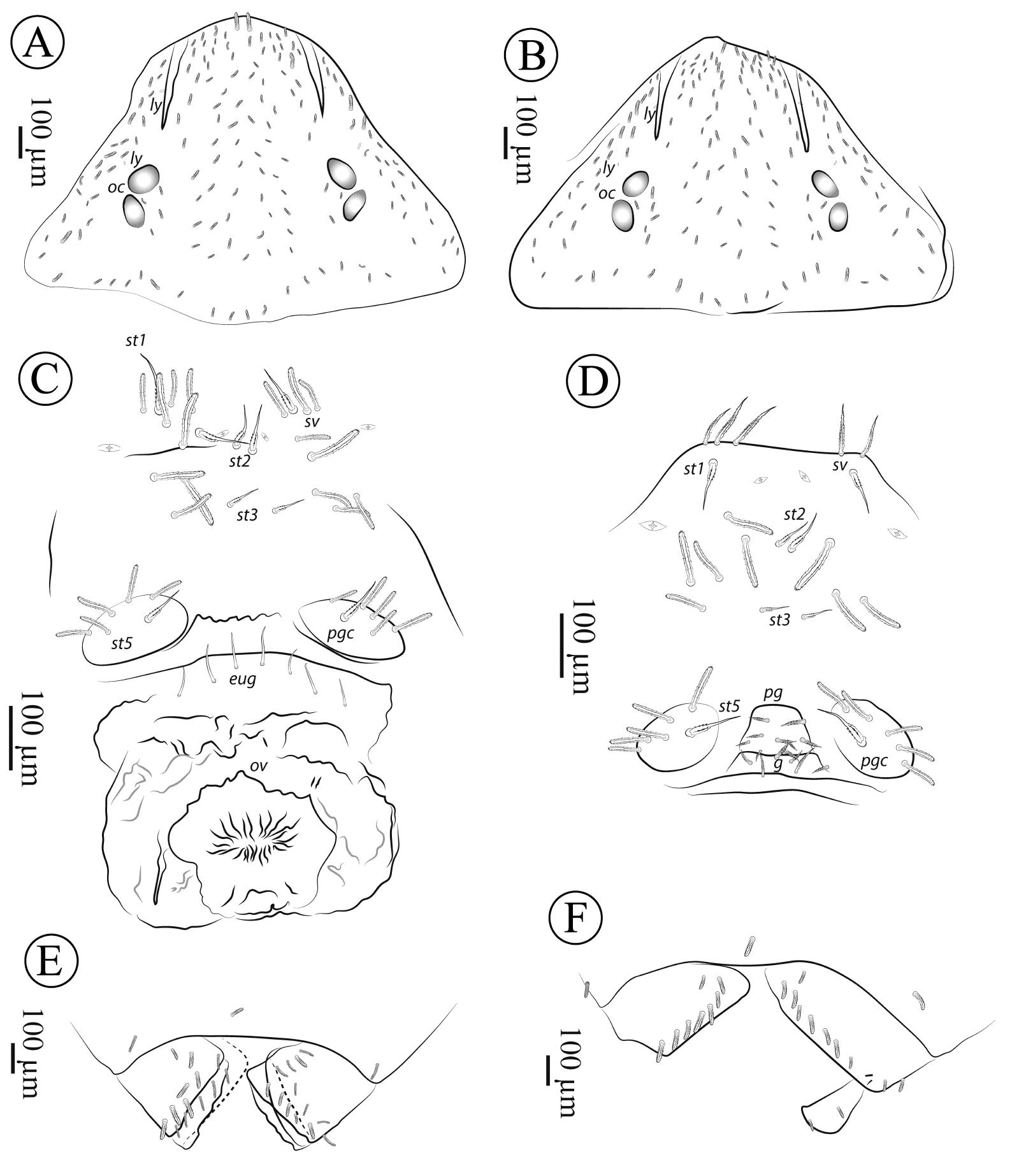 Neocarus spelaion sp. n. (Parasitiformes, Opilioacaridae), a new species of  cave dwelling Neocarus from Minas Gerais state, Brazil