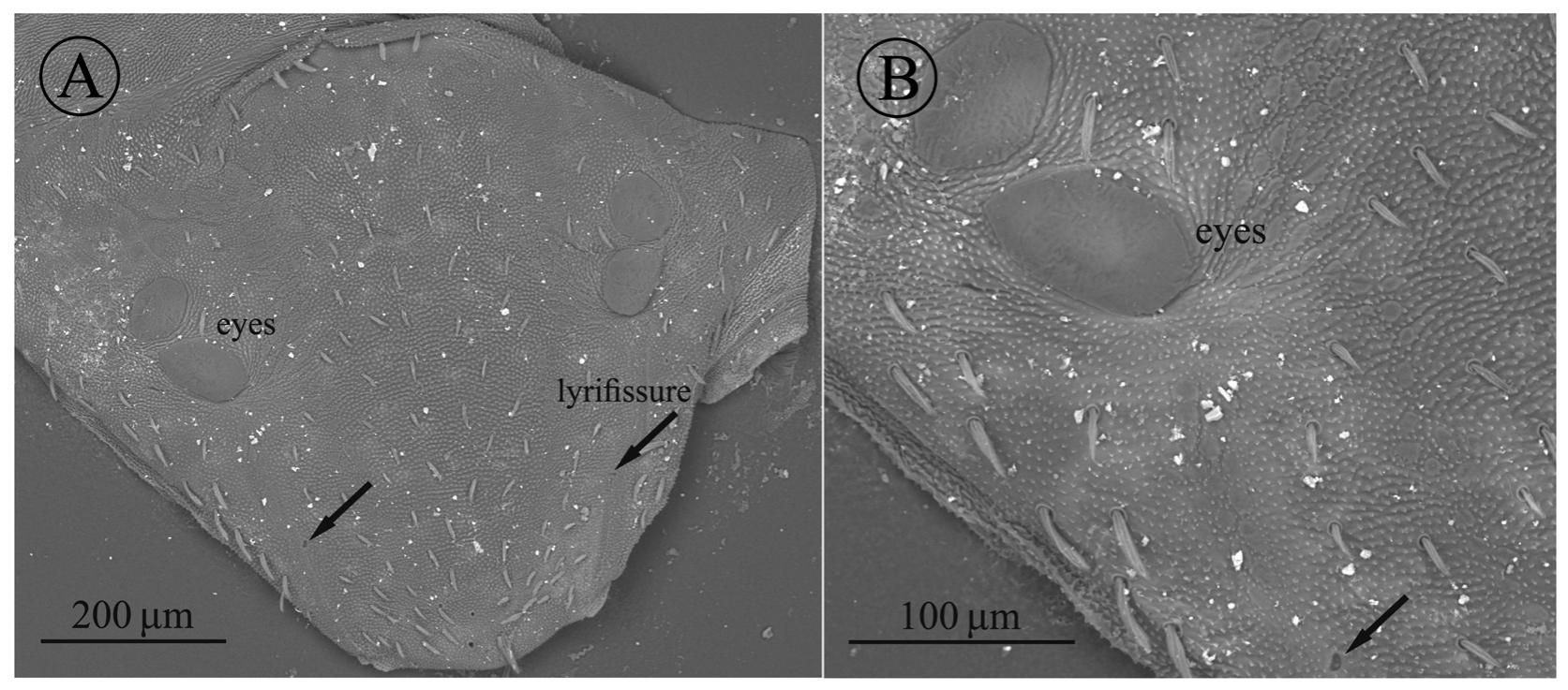 A new species of cave-dwelling Neocarus (Opilioacaridae) from