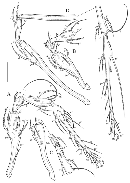 Redescriptions of North American Epidamaeus (Acari, Oribatida, Damaeidae)  species proposed by N. Banks, H.E. Ewing, A.P. Jacot, and J.W. Wilson