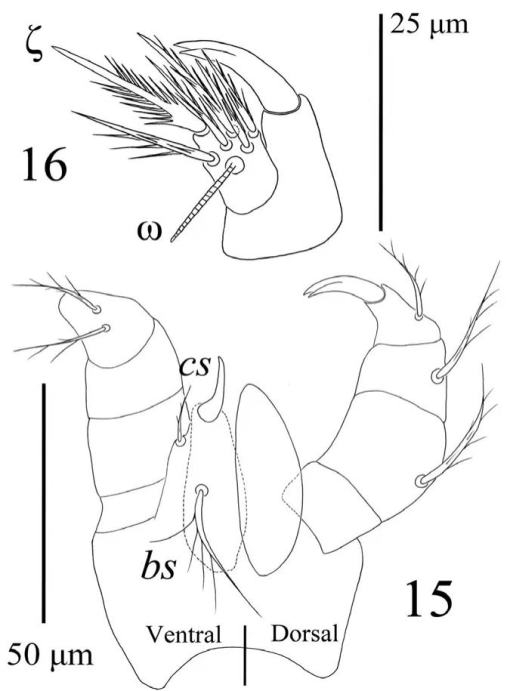 Two new larval species of Birjandtrombella (Neotrombidiidae) from