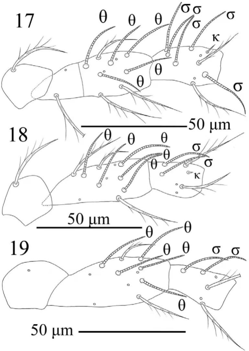 Two new larval species of Birjandtrombella (Neotrombidiidae) from