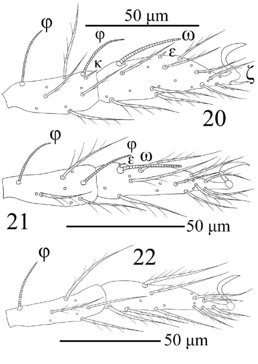 Two new larval species of Birjandtrombella (Neotrombidiidae) from