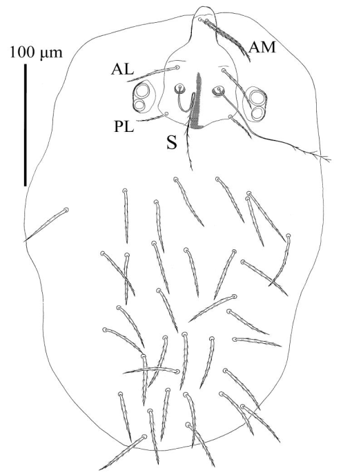 Two new larval species of Birjandtrombella (Neotrombidiidae) from