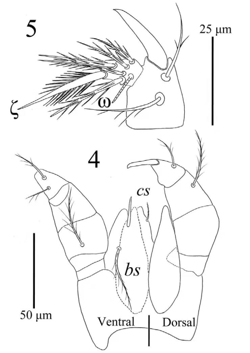 Two new larval species of Birjandtrombella (Neotrombidiidae) from