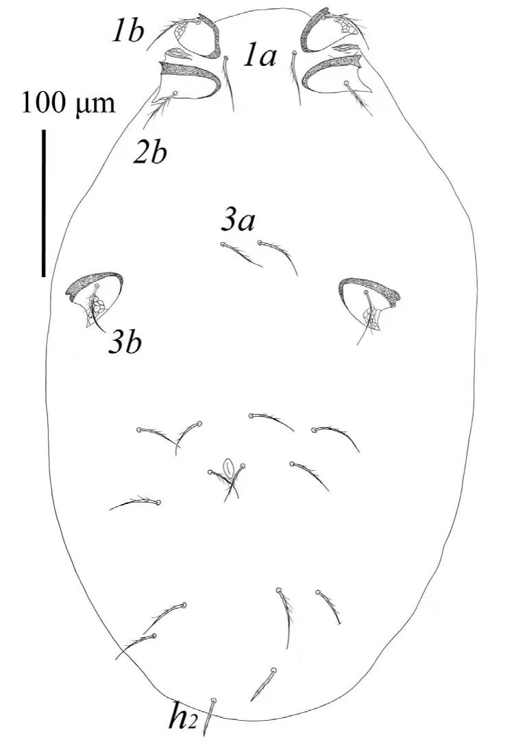 Two new larval species of Birjandtrombella (Neotrombidiidae) from