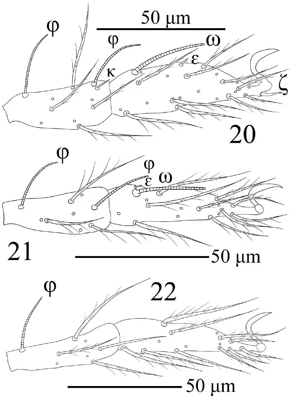 Two new larval species of Birjandtrombella (Neotrombidiidae) from