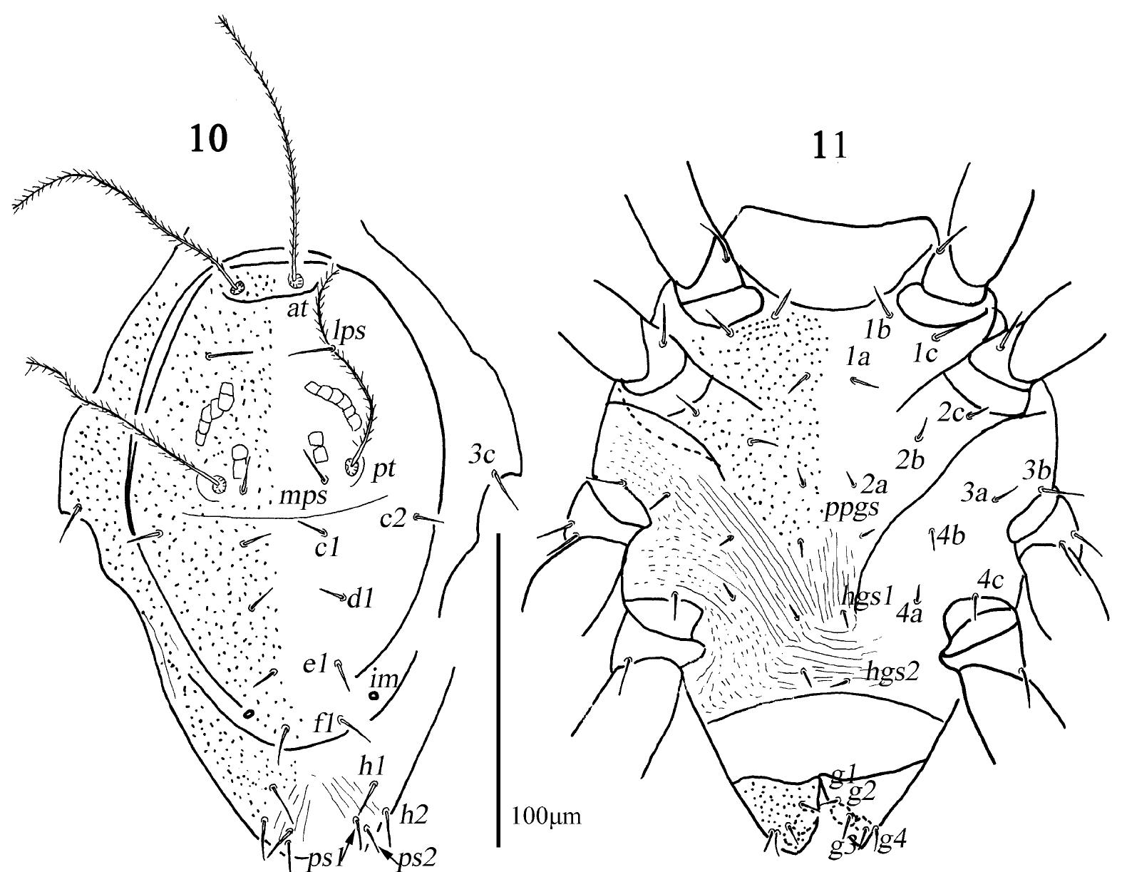 Two new species of Neoscirula (Acariformes: Cunaxidae) from China