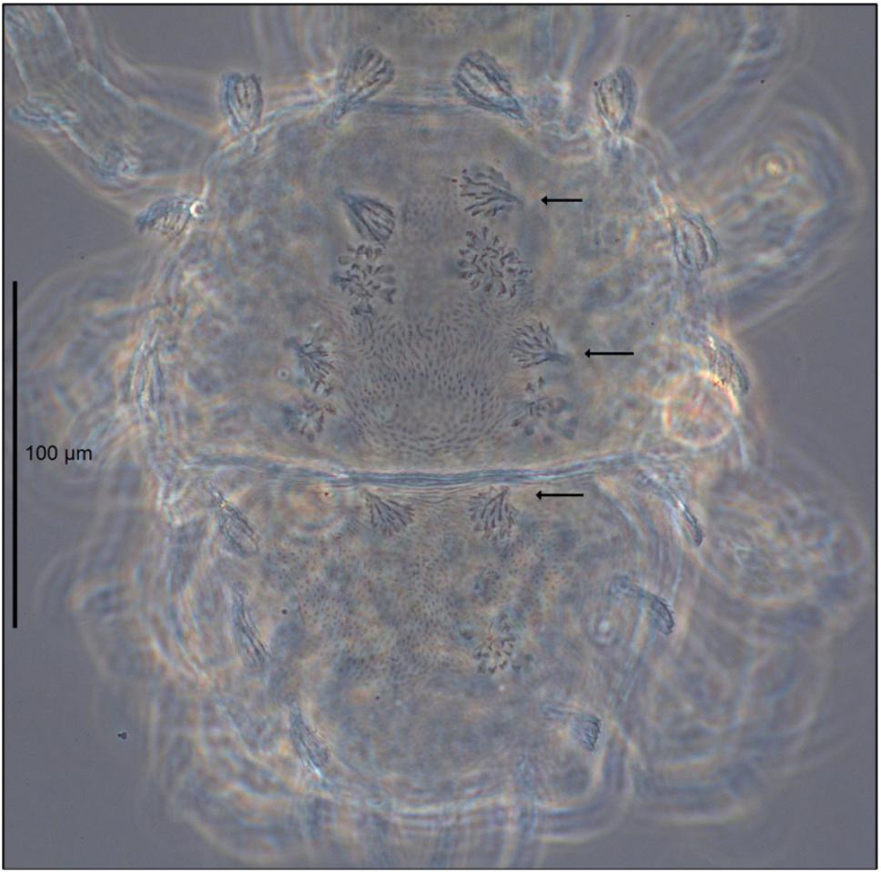 An overview of research on the family Cheyletidae (Acariformes) in ...