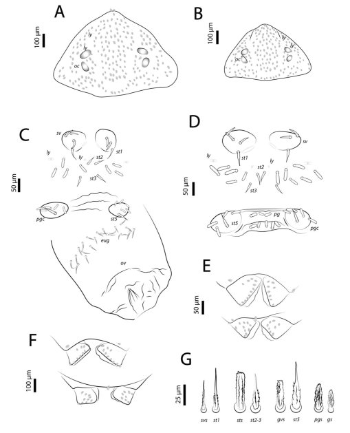 PDF) Neocarus spelaion sp. n. (Parasitiformes, Opilioacaridae), a