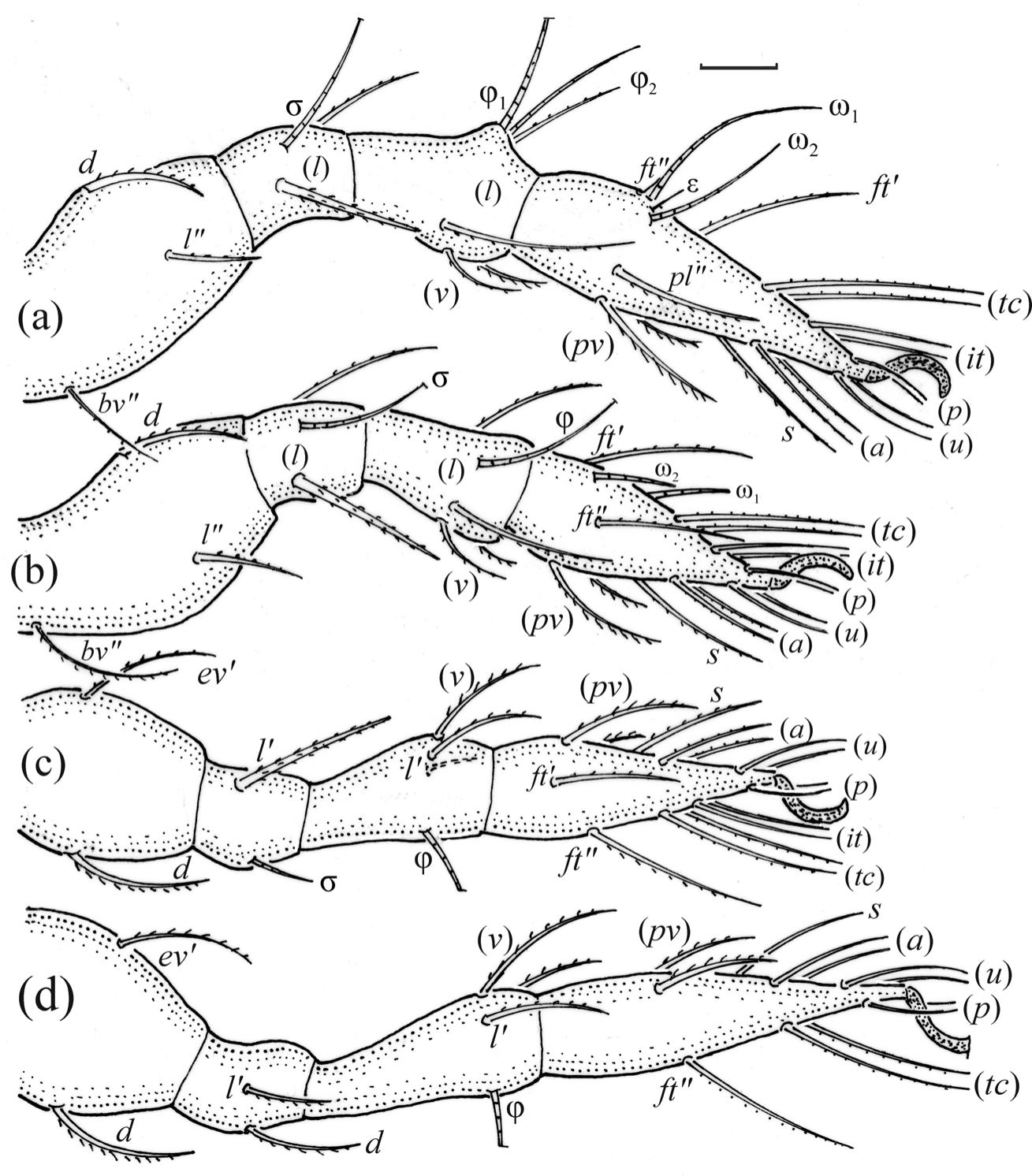 Morphological Ontogeny Of Pilogalumna Kazakhstanica Sp. Nov. (acari 