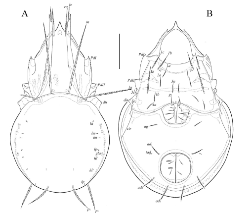 Faunistic and taxonomic contribution to the knowledge of oribatid mites ...